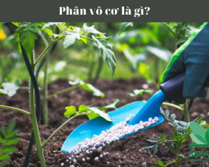 Phân vô cơ là gì?