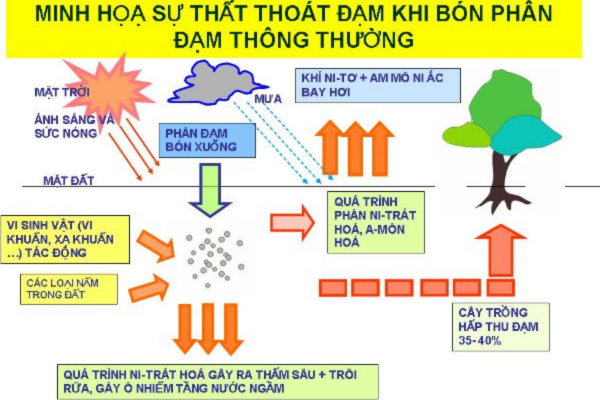 Nguyên nhân gây thất thoáng phân bón