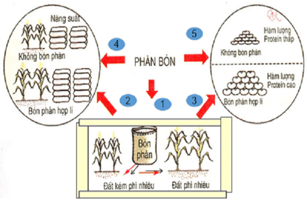 Tác dụng của phân bón trong trồng trọt