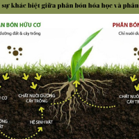 Nên sử dụng phân hữu cơ hay phân vô cơ