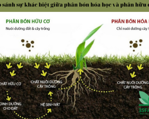 Nên sử dụng phân hữu cơ hay phân vô cơ