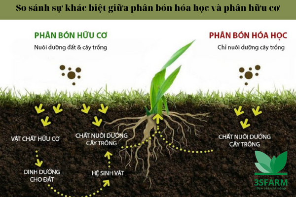 So sánh phân vô cơ và phân hữu cơ đối với cây trồng 