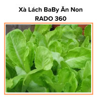 Hạt Giống Xà Lách