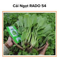 Hạt Giống Cải Ngọt RADO 54