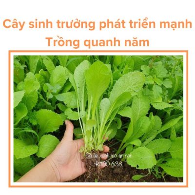 Hạt Giống Cải Xanh Ăn Non RADO 638