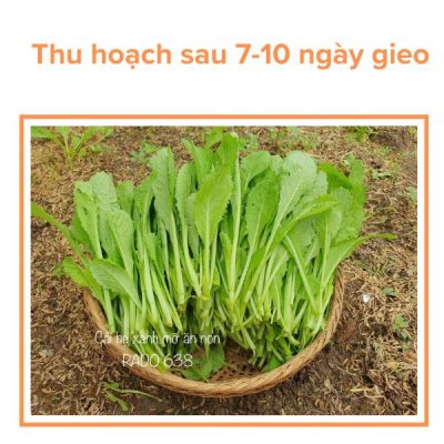 Hạt Giống Cải Xanh Ăn Non RADO 638