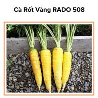 Hạt Giống Củ Cà Rốt Vàng