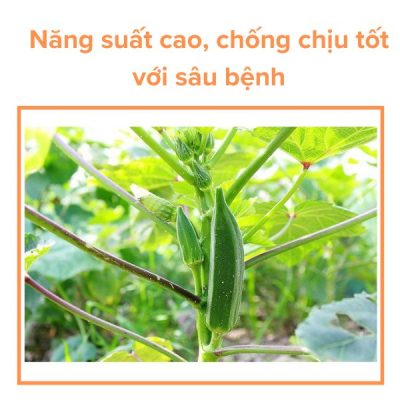 Hạt Giống Đậu Bắp Cao Sản RADO 60