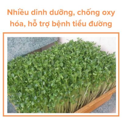 Hạt Giống Mầm Bông Cải Xanh RADO 710