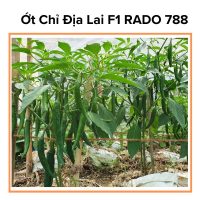 Hạt Giống Ớt Chỉ Địa Lai F1