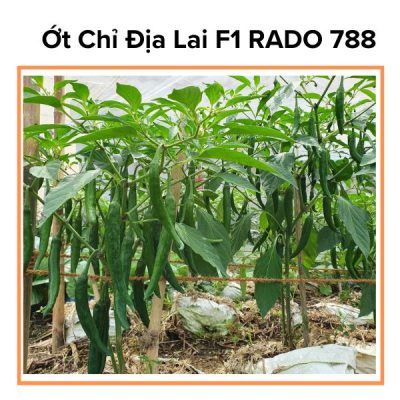 Hạt Giống Ớt Chỉ Địa Lai F1 RADO 788