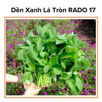 Hạt Giống Rau Dền