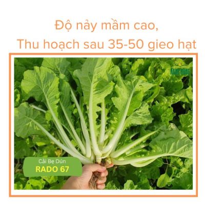 Hạt Giống Cải Bẹ Dún RADO 67