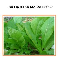 Hạt Giống Cải bẹ Xanh Mỡ