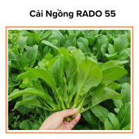 Hạt giống cải ngồng