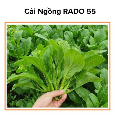 Hạt Giống Cải Ngồng RADO 55