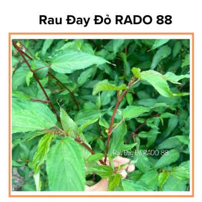 Hạt Giống Rau Đay Đỏ Dễ Trồng RADO 88