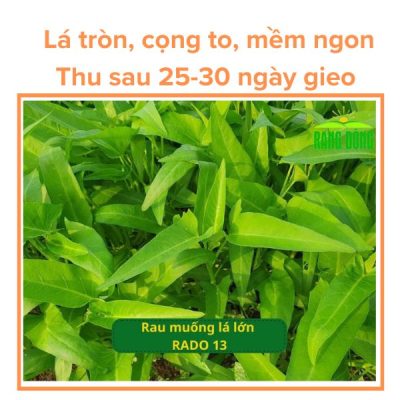 Hạt Giống Rau Muống Lá Lớn RADO 13