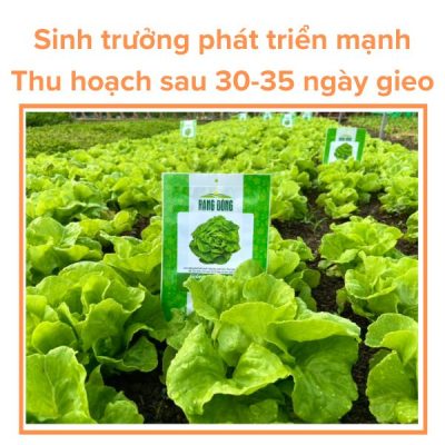 Hạt giống xà lách búp RADO 45