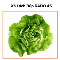 Hạt giống xà lách búp