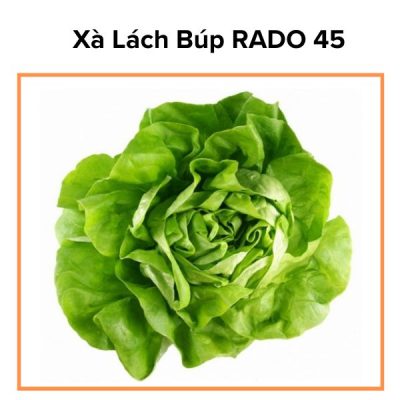 Hạt giống xà lách búp RADO 45