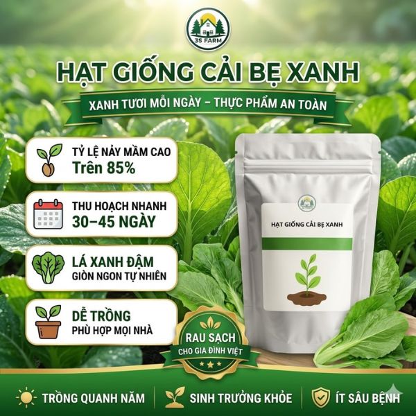 hạt giống cải bẹ xanh