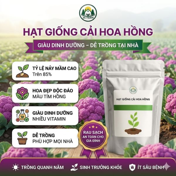 hạt giống cải hoa hồng