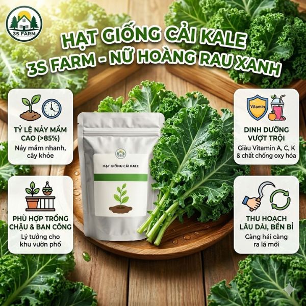 hạt giống cải kale
