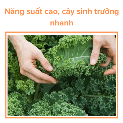 Hạt Giống Cải Xoăn (Cải Kale) RADO 686