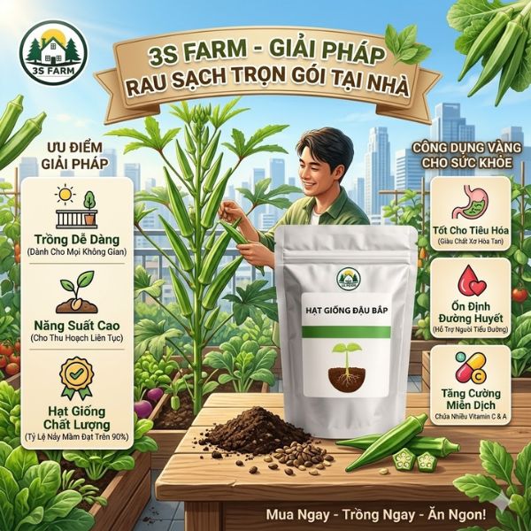 Cách gieo hạt giống đậu bắp sai quả, mau thu hoạch