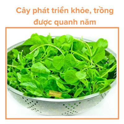 Hạt Giống Rau Mồng Tơi Lá To RADO 38