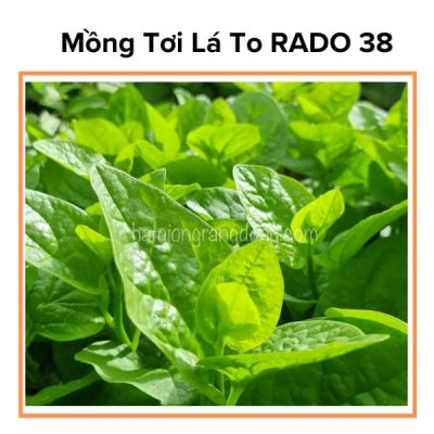 Hạt Giống Rau Mồng Tơi Lá To RADO 38