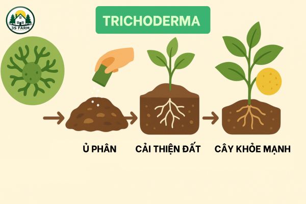 Chế phẩm vi sinh Trichoderma – Chuyên ủ phân hữu cơ, giảm mùi, nhanh hoai mục