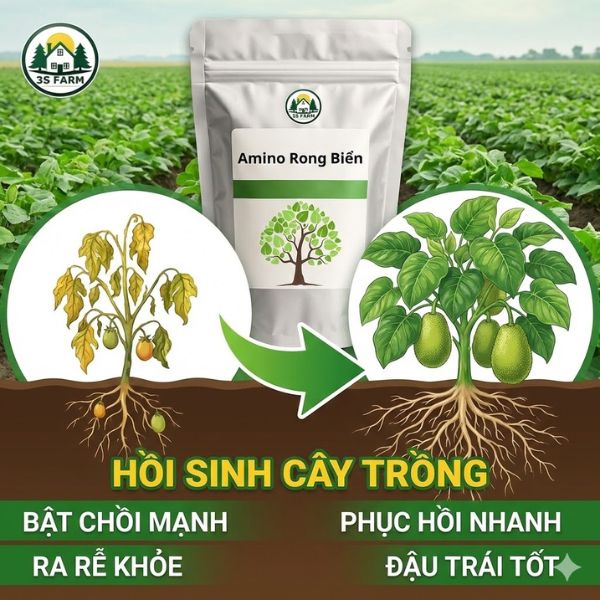[COMBO] Phân Bón Lá Amino Rong Biển - Phục Hồi Nhanh, Bật Chồi Khỏe
