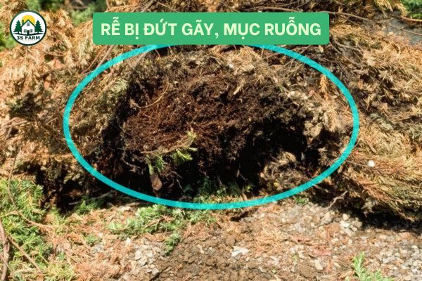 Rễ bị đứt gãy, mục ruỗng