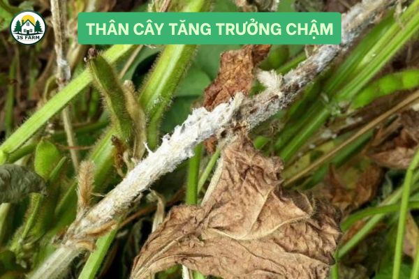 Thân Cây Tăng Trưởng Chậm, Chiều Cao Không Đạt Chuẩn