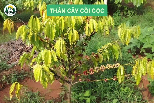 Thân Cây Có Màu Xanh Nhạt Hoặc Vàng