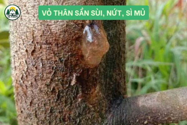 Vỏ Thân Sần Sùi, Nứt, Dễ Bị Sâu Bệnh
