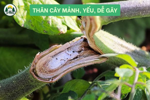 Thân Cây Mảnh, Yếu, Dễ Gãy