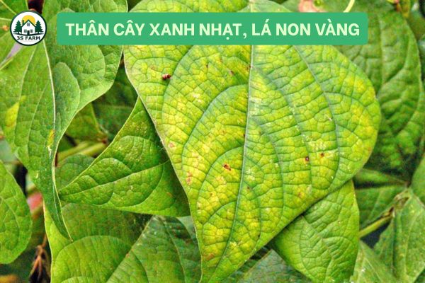 Thân Cây Xanh Nhạt, Lá Non Vàng