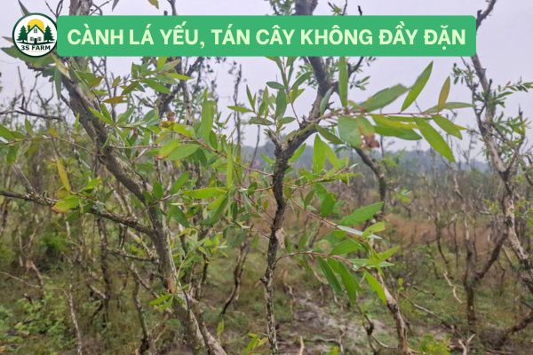 Cành Lá Yếu, Tán Cây Không Đầy Đặn