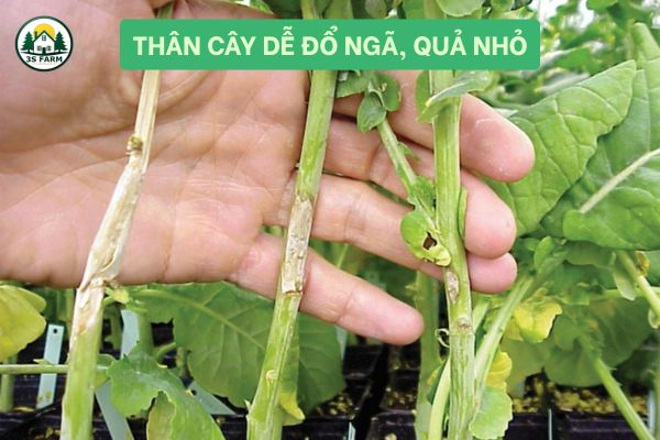 Thân Cây Dễ Đổ Ngã, Quả Nhỏ