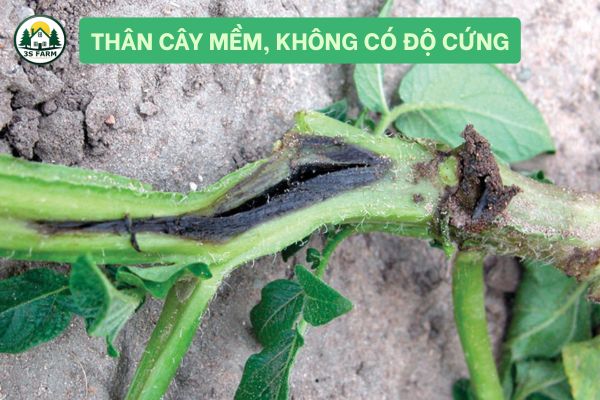 Thân Cây Mềm, Không Có Độ Cứng