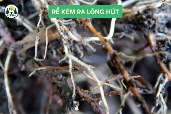 Rễ kém ra lông hút