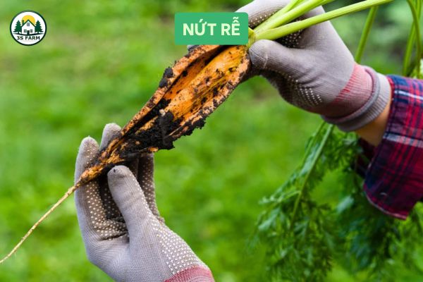 bệnh nứt rễ