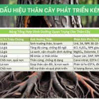 10 Dấu Hiệu Thân Cây Phát Triển Kém & Cách Khắc Phục Hiệu Quả