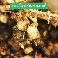 Tuyến trùng hại rễ
