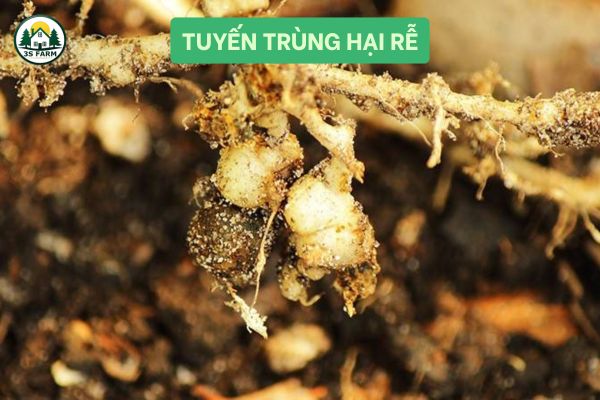 Tuyến trùng hại rễ