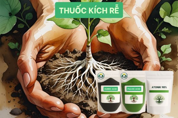 Các loại phân bón kích rễ phổ biến hiện nay