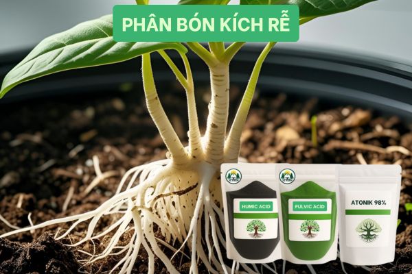 Rễ tơ mới ra sau khi dùng thuốc kích rễ